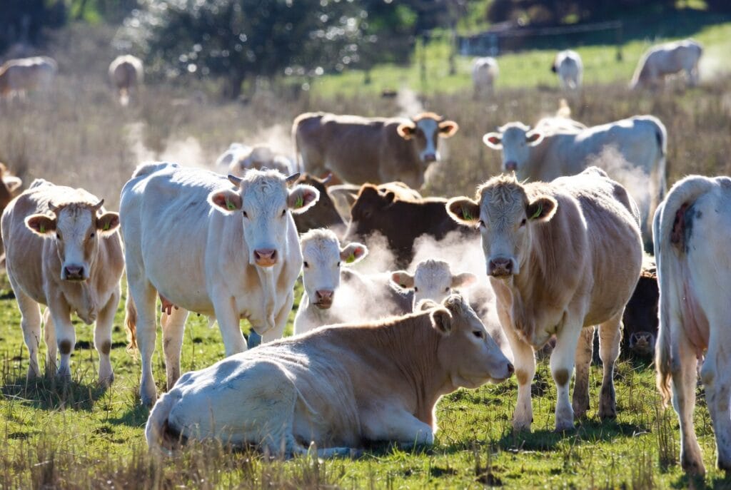Livestock, especially cows, release methane through burps and manure – a greenhouse gas that's 25 times more potent than carbon dioxide over 100 years, but even more aggressive in the short term for trapping heat.